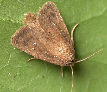 Adult &bull; Eye, Suffolk &bull; &copy; Paul Kitchener