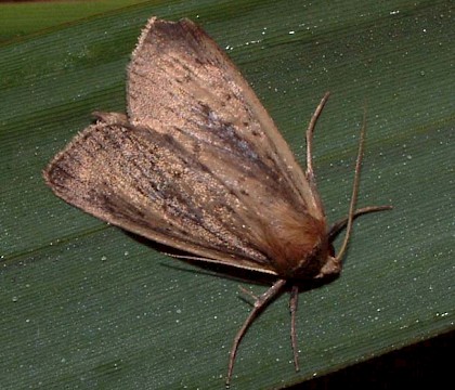 Adult &bull; Westwood Marshes, Walberswick, Suffolk &bull; &copy; Tony Prichard
