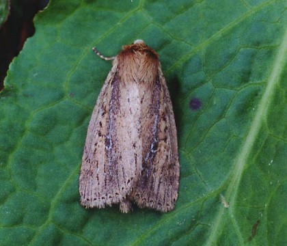 Adult &bull; Bere Alston, Devon &bull; &copy; Ian Kimber