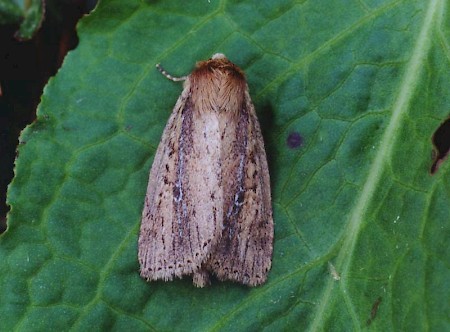 Brown-veined Wainscot Archanara dissoluta