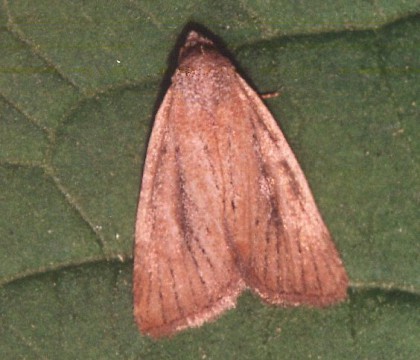 Adult &bull; Gower, Glamorgan &bull; &copy; David Painter