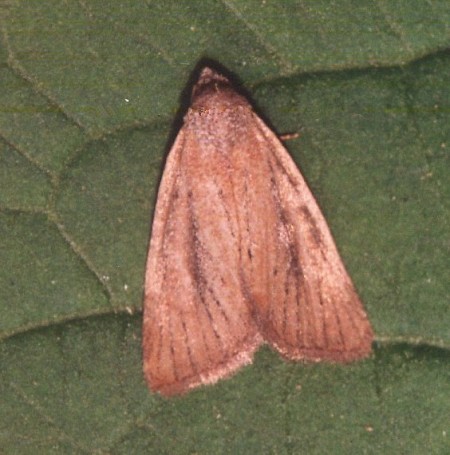 Small Rufous Coenobia rufa