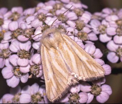 Adult &bull; Salisbury Plain, Wiltshire &bull; &copy; David Green/Butterfly Conservation