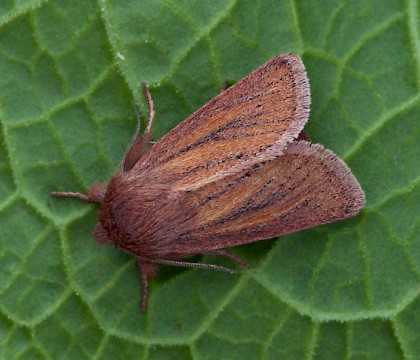 Adult &bull; South Uist, Outer Hebrides &bull; &copy; Chris Johnson
