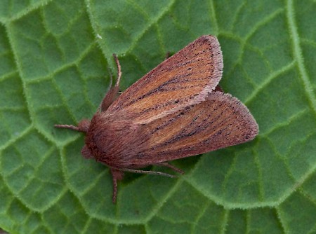 Small Wainscot Denticucullus pygmina