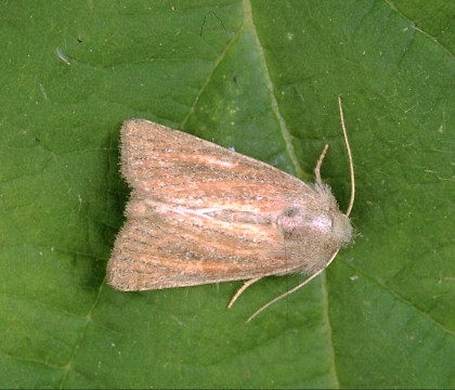 Adult &bull; Dorset &bull; &copy; Paul Harris