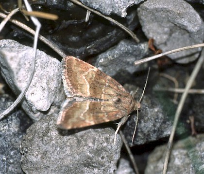 Adult &bull; Gait Barrows NNR, Lancashire &bull; &copy; Rob Petley-Jones