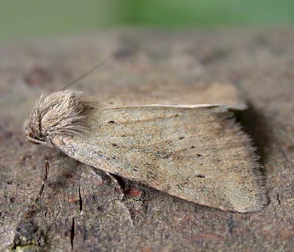 Male &bull; Littleborough, Lancashire &bull; &copy; Ian Kimber