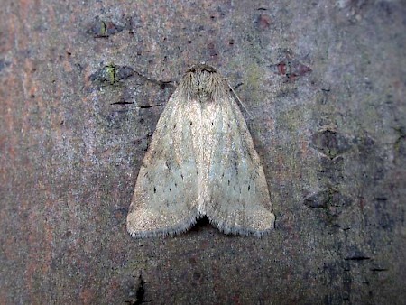 Small Dotted Buff Photedes minima