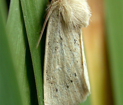Adult &bull; Luffenham Heath Golf Course, Rutland &bull; &copy; Andy Mackay