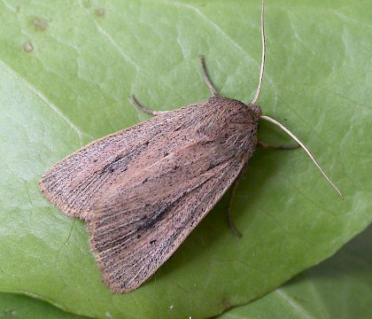 Adult &bull; Dunwich, Suffolk &bull; &copy; Paul Kitchener