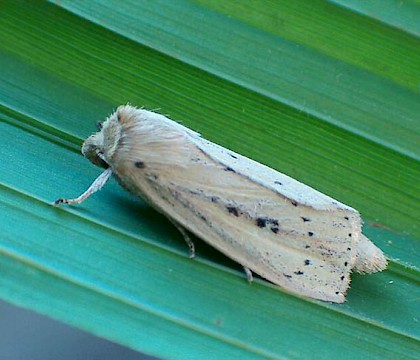 Adult &bull; Child Okeford, Dorset &bull; &copy; Steve Barrett