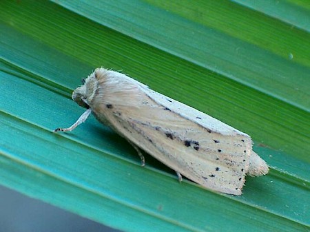 Webb's Wainscot Globia sparganii