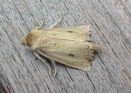 Webb's Wainscot Globia sparganii