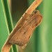 Adult • Female, Norfolk • © Roy Leverton