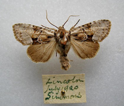 Male &bull; Lincoln &bull; &copy; Barry Goater