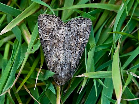 Dusky Brocade Apamea remissa