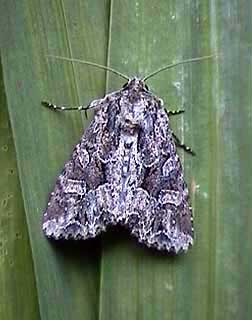 Dusky Brocade Apamea remissa