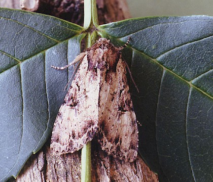 Adult &bull; Gait Barrows NNR, Lancashire &bull; &copy; Ian Kimber