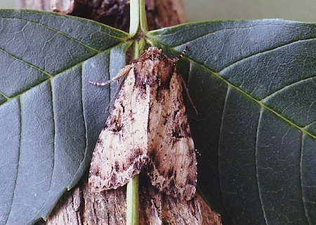 Clouded Brindle Apamea epomidion