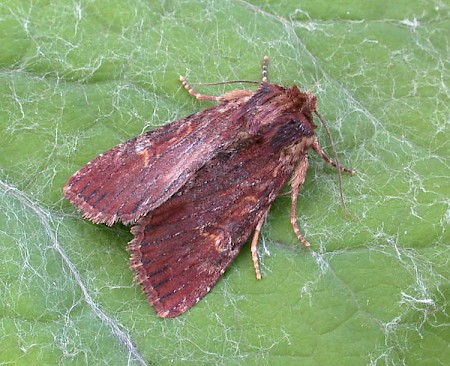 Clouded-bordered Brindle Apamea crenata