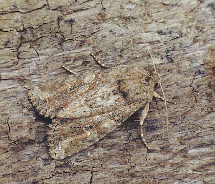 Adult &bull; Grays, Essex &bull; &copy; Ian Kimber