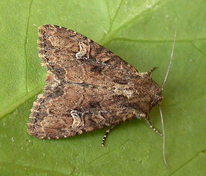 Adult &bull; Eye, Suffolk &bull; &copy; Paul Kitchener