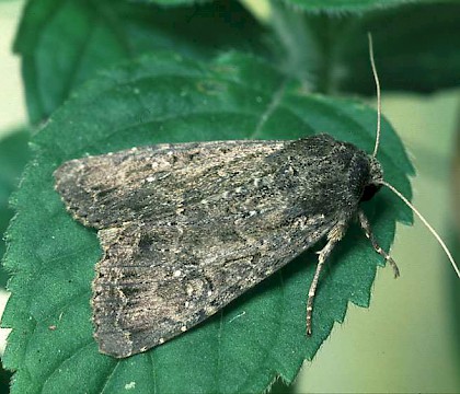 Adult &bull; Sussex &bull; &copy; Roy Leverton