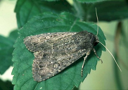 Crescent Striped Apamea oblonga