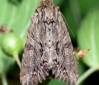 Adult &bull; Leicestershire &bull; &copy; Matt Cole