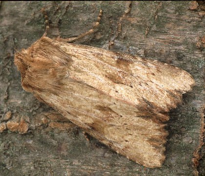 Adult &bull; Dorset &bull; &copy; Paul Harris