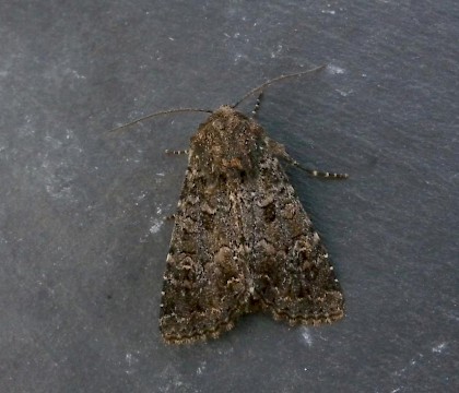 Adult &bull; All Stretton, Shropshire &bull; &copy; Mike Shurmer