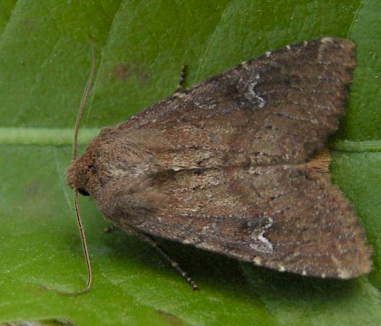 Adult &bull; Kvikne, Oppland, Norway &bull; &copy; Svein Bekkum