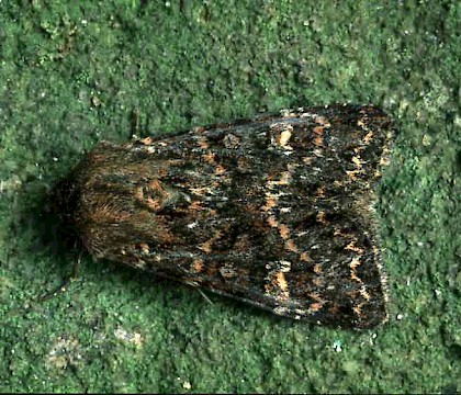 Adult &bull; Male assimilis, Banffshire &bull; &copy; Roy Leverton