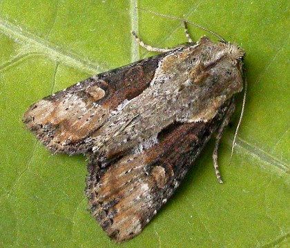 Adult &bull; Eye, Suffolk &bull; &copy; Paul Kitchener