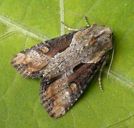 Double Lobed Lateroligia ophiogramma