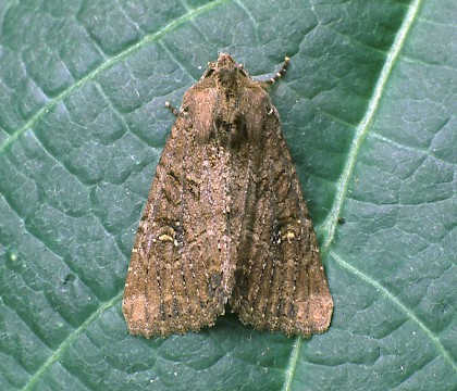 Adult &bull; West Sedgemoor, Somerset &bull; &copy; Stuart Croft