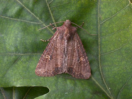 Common Rustic Mesapamea secalis