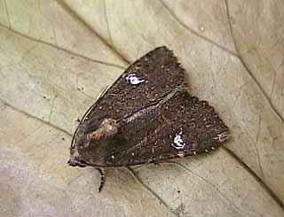 Common Rustic Mesapamea secalis