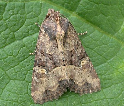 Adult &bull; Denham, East Suffolk. Gen. det. Nigel Whinney &bull; &copy; Nigel Whinney