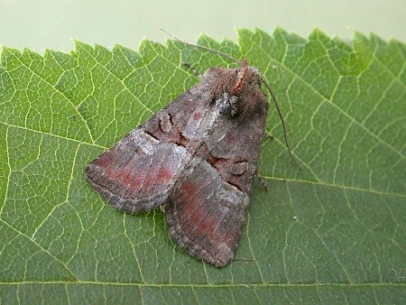 Rosy Minor Litoligia literosa