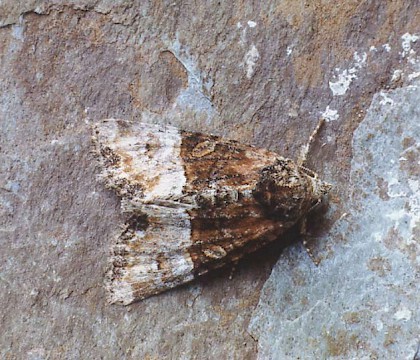 Adult &bull; Bere Alston, Devon &bull; &copy; Ian Kimber