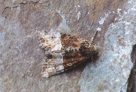 Cloaked Minor Mesoligia furuncula