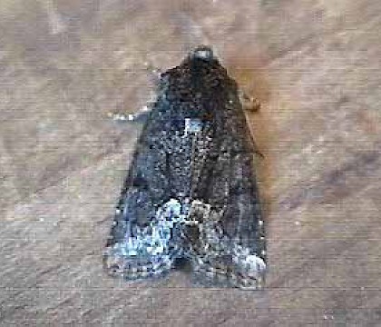 Adult &bull; Littleborough, Lancashire &bull; &copy; Ian Kimber