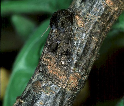 Adult &bull; &copy; Gianpiero Ferrari