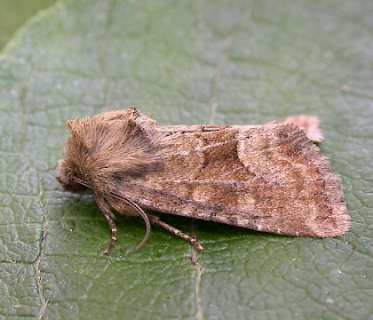 Adult &bull; Littleborough, Lancashire &bull; &copy; Ian Kimber