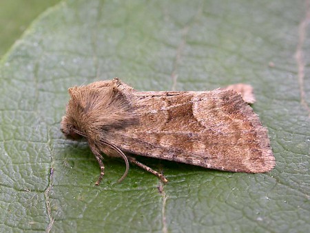 Middle-barred Minor Oligia fasciuncula