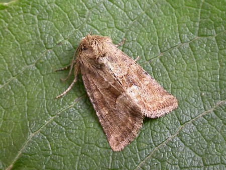 Middle-barred Minor Oligia fasciuncula