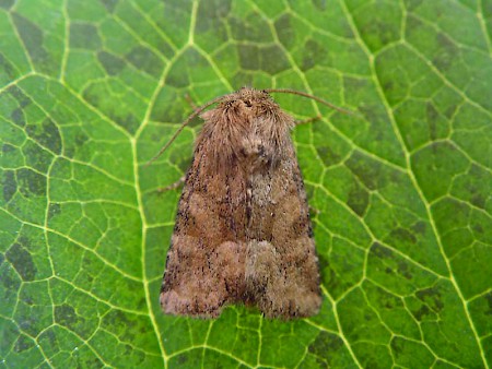 Middle-barred Minor Oligia fasciuncula