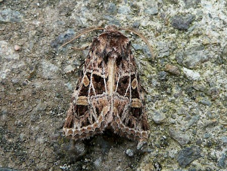 Beautiful Gothic Leucochlaena oditis